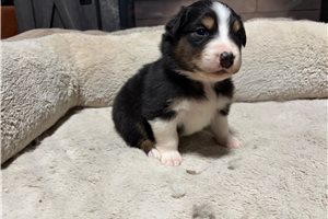 Hook - Australian Shepherd for sale