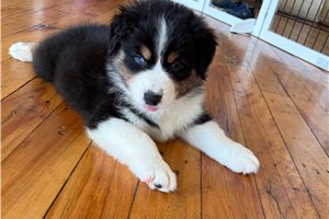Henri - Australian Shepherd for sale
