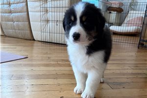 Holden - Australian Shepherd for sale