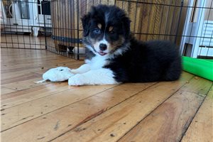 Heidi - Australian Shepherd for sale