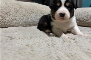 Hazel - Australian Shepherd for sale