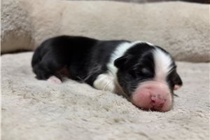 Holden - puppy for sale