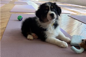Greta - Australian Shepherd for sale