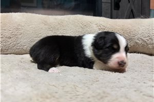 Holden - Australian Shepherd for sale