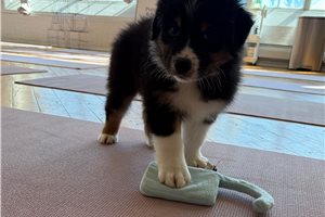 Hyde - Australian Shepherd for sale
