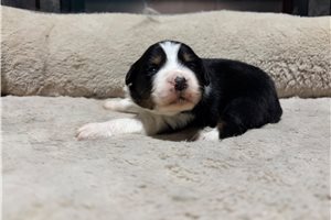 Greta - puppy for sale