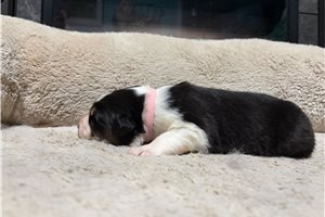 Hazel - Australian Shepherd for sale