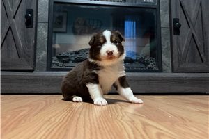 Genesis - Australian Shepherd for sale