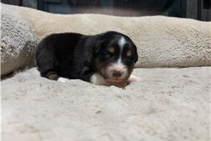 Heidi - Australian Shepherd for sale
