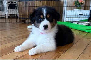 Hazel - Australian Shepherd for sale