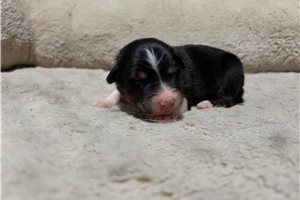 Heidi - puppy for sale