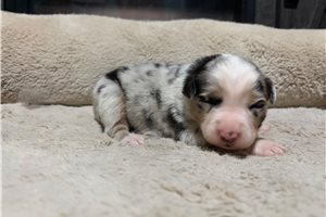 Hickory - Australian Shepherd for sale