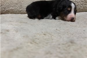 Hook - Australian Shepherd for sale