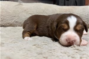 Gideon - Australian Shepherd for sale