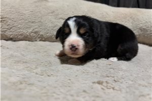 Giselle - puppy for sale