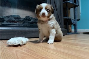 Kassidy - Miniature Australian Shepherd for sale