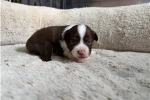 Kora - Miniature Australian Shepherd for sale
