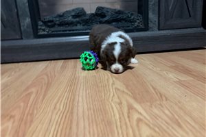 Kora - Miniature Australian Shepherd for sale