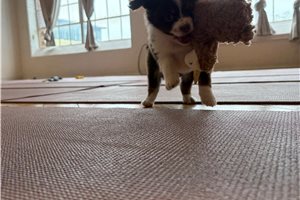 Kora - Miniature Australian Shepherd for sale