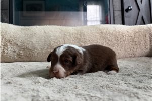 Katrina - puppy for sale