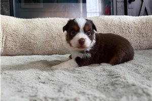 Lemming - puppy for sale