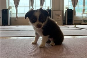 Lyric - Miniature Australian Shepherd for sale