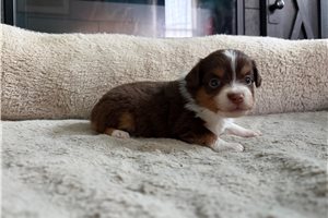 Luciana - puppy for sale