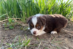 Bene - Miniature Australian Shepherd for sale