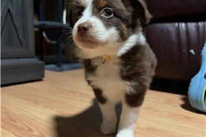 Lyric - Miniature Australian Shepherd for sale