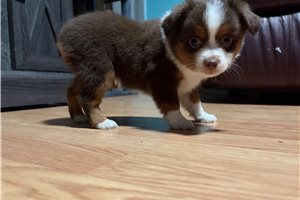 Lana - Miniature Australian Shepherd for sale