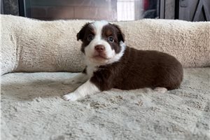 Lyric - Miniature Australian Shepherd for sale