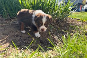 Lana - Miniature Australian Shepherd for sale