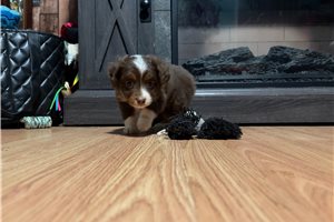 Katrina - Miniature Australian Shepherd for sale