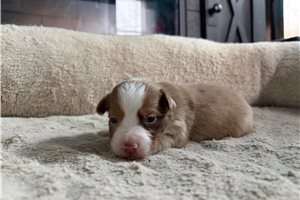 Kassidy - puppy for sale