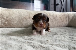 Kurt - puppy for sale