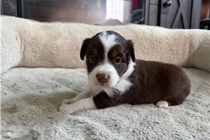 Louisa - puppy for sale