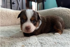 Lana - puppy for sale