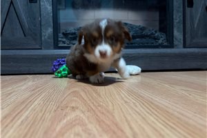 Luciana - Miniature Australian Shepherd for sale