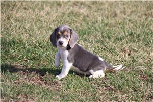 Gianna - Beagle for sale