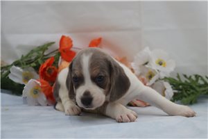 Gabriel - Beagle for sale