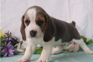 Asher - puppy for sale