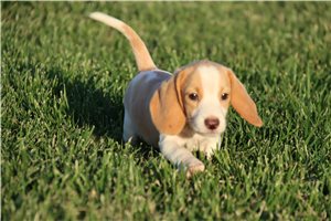 Ollie - Beagle for sale
