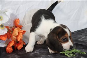 Hailey - Beagle for sale
