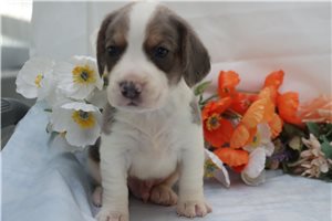 Grayson - puppy for sale