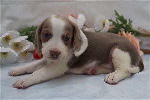 Hannah - Beagle for sale