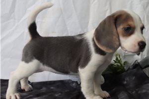 Hazel - Beagle for sale