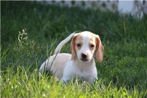 Otis - Beagle for sale