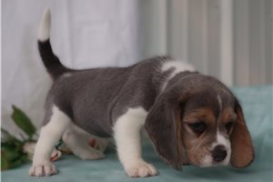 Amelia - Beagle for sale