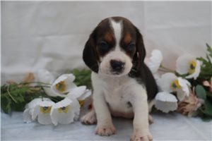 Hailey - puppy for sale