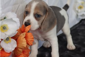 Gabriel - Beagle for sale